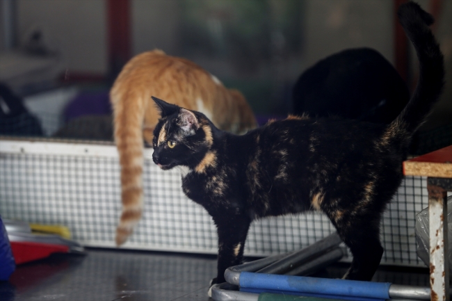 Sokak kedilerine karavandan yuva yaptılar